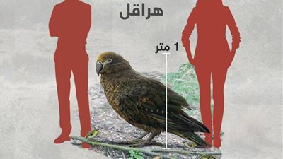 ببغاء 