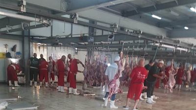 أطباء البعثة المصرية يشاركون في فحص لحوم الأضاحي بالمملكة العربية السعودية