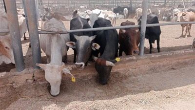 وصول أول شحنة ماشية من الصومال ضمن برنامج تحقيق الأمن الغذائي