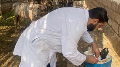 تحصين ٤٦٥٠ رأس ماشية بالجيزه في اليوم الاول