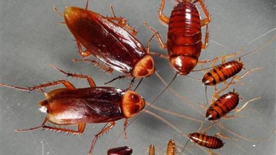 طرق لطرد الصراصير من المنزل