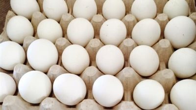 طرح كميات من البيض بسعر 120 جنيها للكرتونة في 7 محافظات