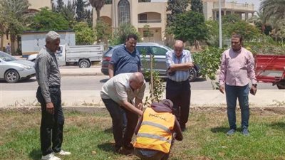 جهاز الشروق يعلن تفاصيل مبادرة لزراعة 3500 شجره مُثمرة.. بالصور