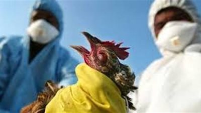 ليس البشر فقط..رصد ادلة لإنتقال فيروس إنفلونزا الطيور للثدييات