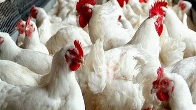 اسعار الدواجن اليوم الاثنين 29-7-2024