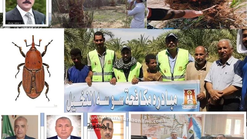 سوسة النخيل الحمراء..