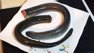 بسبب اكله شهيرة..ثعبان بحر يقتل امرأة