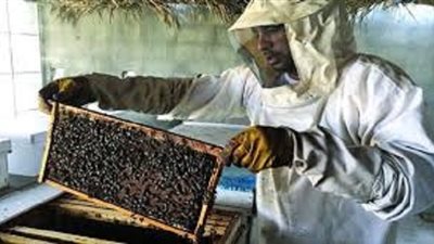 أمانة الفتوى توضح حكم زكاة عسل المنحل