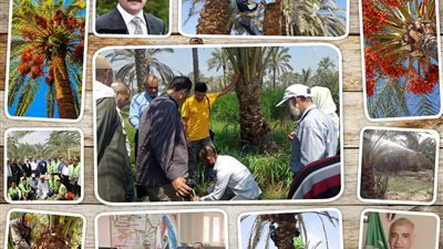 السوسة الحمراء.. 