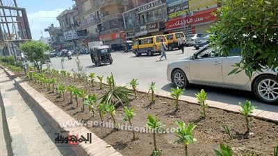 محافظ الغربية يتابع زراعة 3239 شجرة بالمحلة