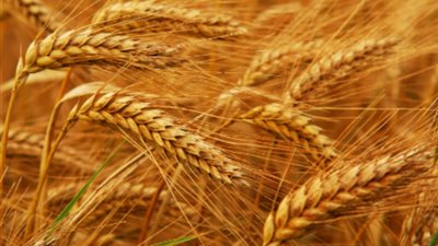 صادرات الحبوب الأوكرانية ترتفع إلى 6 ملايين طن