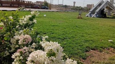 تعرف على أحدث أعمال الزراعة والصيانة فى مدينة سوهاج الجديدة صور
