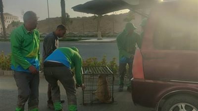 بيان هام من جهاز العاصمة الإدارية بشأن ملف كلاب الشوارع.. صور