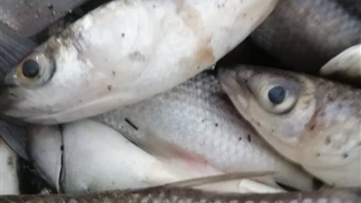 ضبط طن و125 كجم أسماك فاسدة بمطوبس
