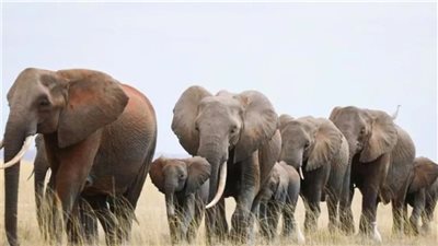 نامبيا تذبح 700 فيل و غزال بري لتوزيع اللحوم علي السكان