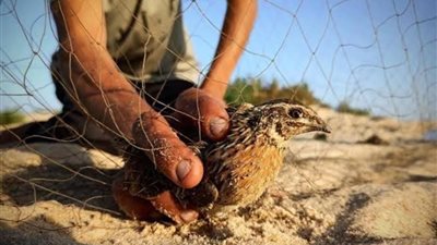 مرسي مطروح تبدأ في استخراج تراخيص الصيد مع إنطلاق موسم الطيور