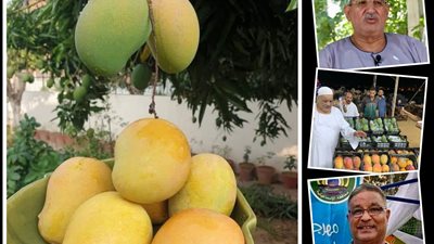 المانجو يودع الأسواق.. والتصدير رفع الأسعار