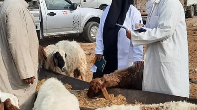 محافظ الإسماعيلية يشيد بالطب البيطري للحفاظ على الثروة الحيوانية
