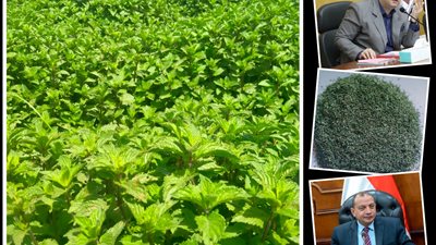 النباتات الطبية والعطرية منجم ذهب في بني سويف