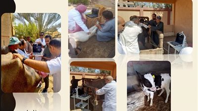 مسح تناسلي وتقليح صناعى لـ 6 آلاف رأس ماشية بالشرقية