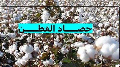 حكم بيع المحصول قبل الحصاد