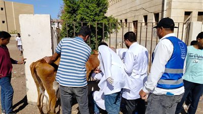قافلة طبية بيطرية مجانية بقرية الخواطرة بالسويس