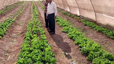 الصوب الزراعية بالغردقة تنتج خضروات بدون استخدام اسمدة كيماوية