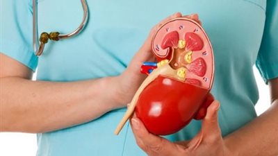 دراسة تكشف عن نظام غذائي لصحة الكلى