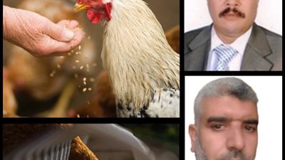 روشتة زراعية للنهوض بصناعة الدواجن ومشتقاتها
