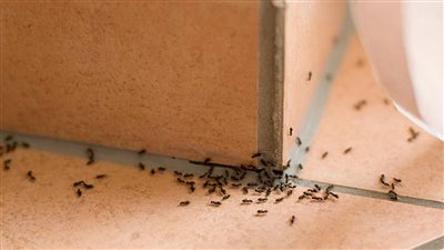 علاجات طبيعية لإبعاد النمل