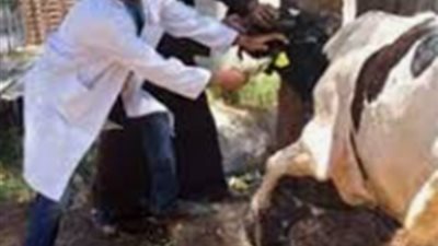 انطلاق الحملة القومية لتحصين الماشية ضد الحمى القلاعية.. السبت