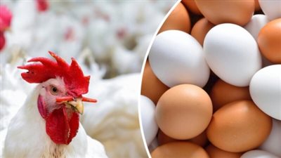 بورصة الدواجن اليوم الجمعة.. تعرف على أسعار الفراخ والبيض بالأسواق