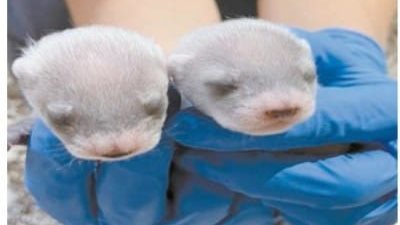 أنثي نمس مستنسخة .. تنجب جروين
