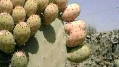 خبير الجنوب المصري شهادة ميلاد 