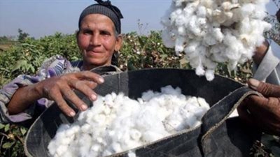 نقيب الفلاحين: الحكومه اوفت بعهدها وتم حل ازمة القطن