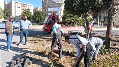 رئيس جهاز بدر يعلن عن زراعة 10 ألآف عود زهور فى المدينة.. بالصور