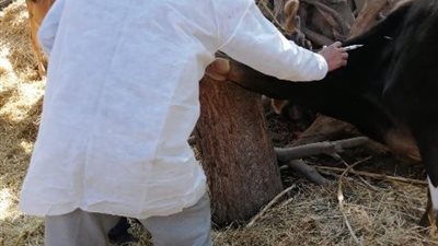 الطب البيطرى بالاسماعيلية تواصل جهودها للحفاظ على الثروة الحيوانية