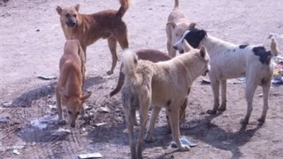 شاب ينقل الكلاب الضالة من منطقة النزهة إلى مزرعة صديقة