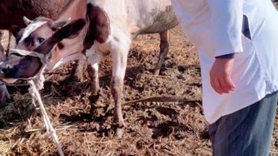 بيطري الشرقية يحصن ٧٧٢ ألف رأس ماشية ضد الحمى