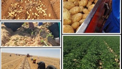 زيادة الطلب العالمي علي المنتجات المصرية.. البطاطس في المقدمة