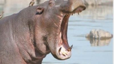 ماذا يعني .. صوت فرس النهر..؟؟