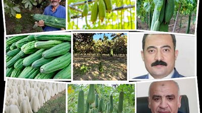 اللوف المصرى.. يتربع علي القمة