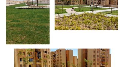 تعرف على أحدث عمليات الزراعة والتجميل فى أحياء مدينة 15 مايو صور