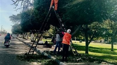 جهاز التطوير والتجميل بالاسماعيلية يواصل تطوير المسطحات الخضراء