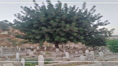 زراعة الأشجار عند القبور.. متى يكون جائزًا ومتى يُمنع؟