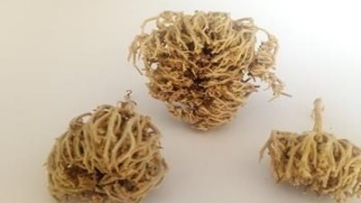 كف مريم لدعم التبويض وزيادة فرص الحمل