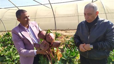 الذهب الأحمر.. يشرق فوق أرض الوادي الجديد