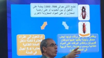 الزراعة: وقاية النباتات ينفذ برنامجًا حماية الحبوب والمنتجات