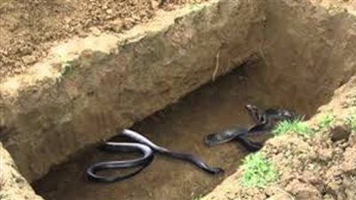 سجال عذاب القبر حسمه الشعراوى فى حلقات تفسير القرآن