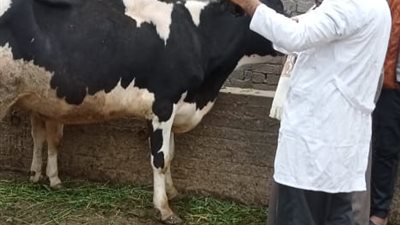 تحصين 91 ألف رأس أبقار وأغنام ضد مرض الجلد العقدي وجدري الأغنام